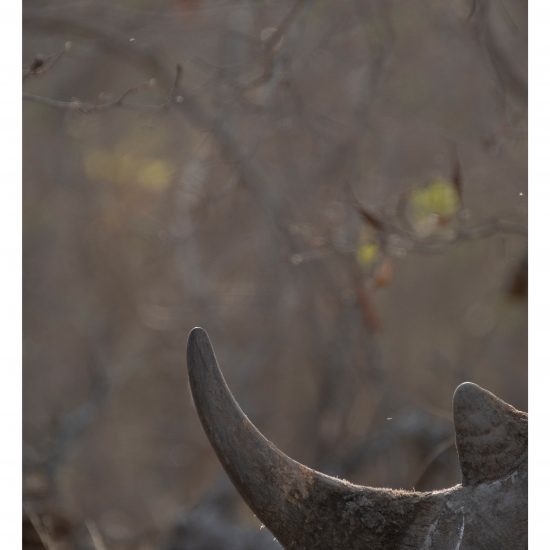 The Horn