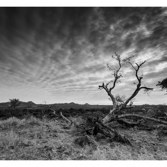 Moody Skies