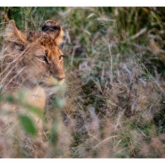 The Cub