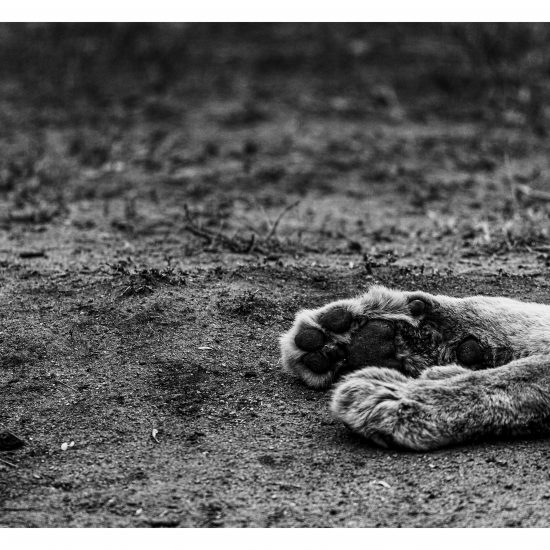 Paws (B&W)