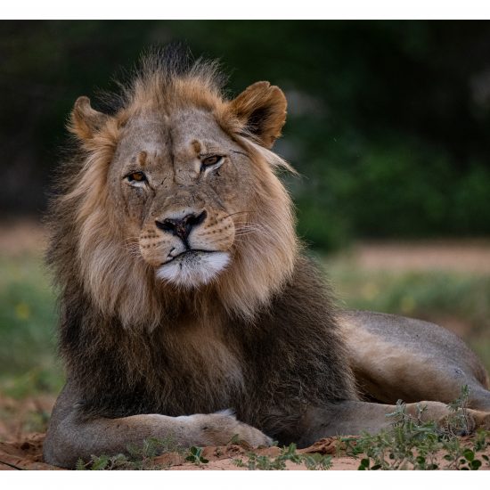 Regal
