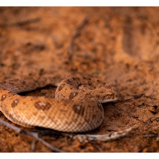 Horned Adder