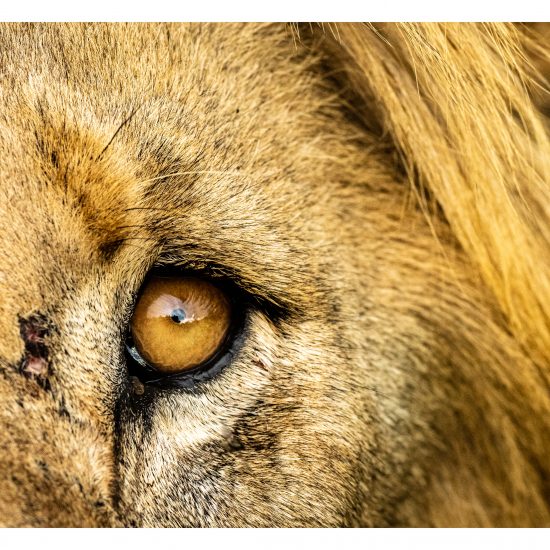 Lion Eye
