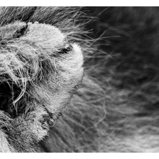 Lion Ear