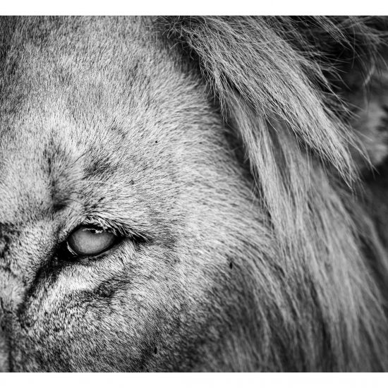 Lion Eye (2)