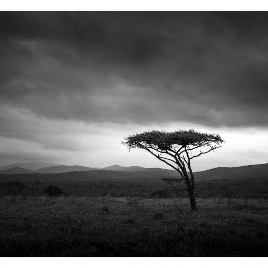 Tree Lean