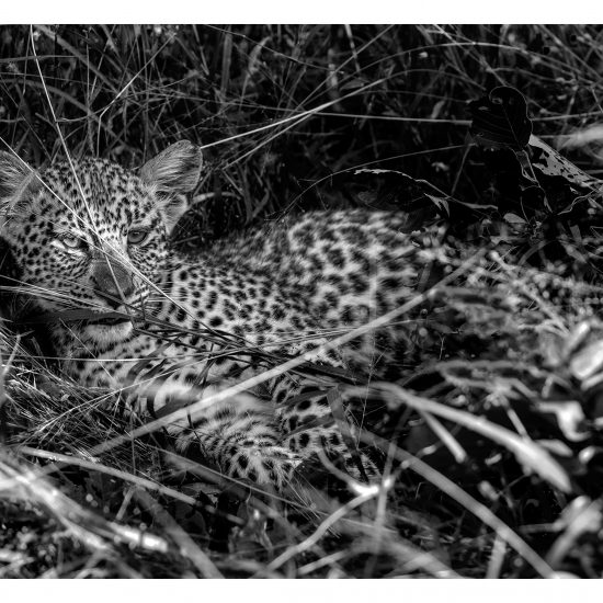 Small Cub