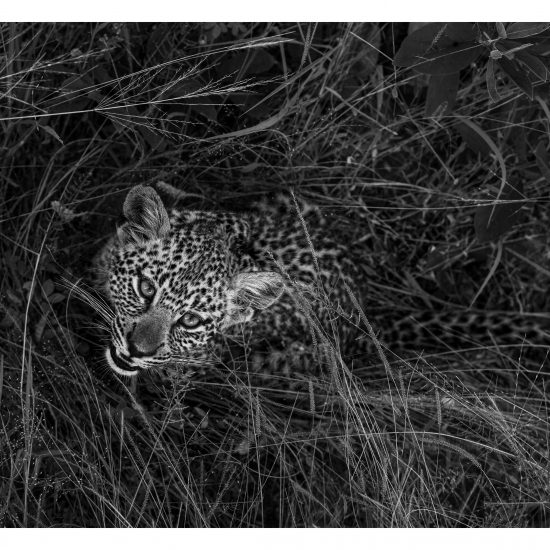 Small Cub (2)