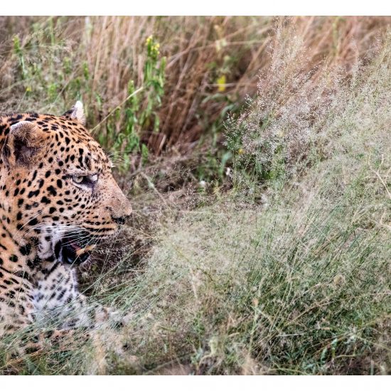 Day One Male Leopard