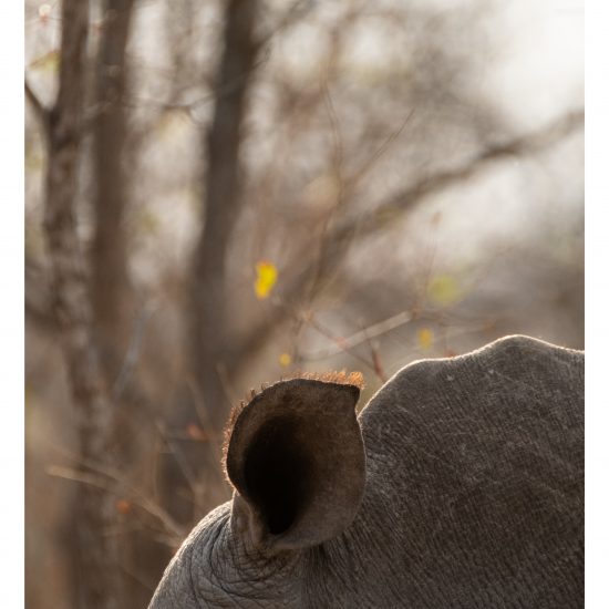 Ear