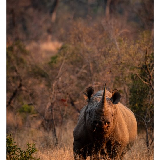 Rhino