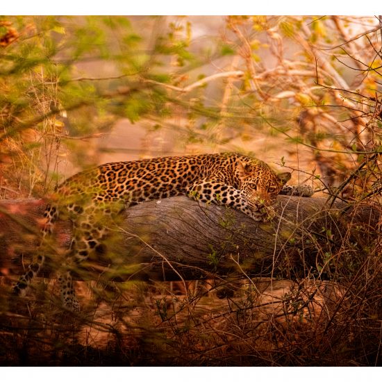 Leopardess