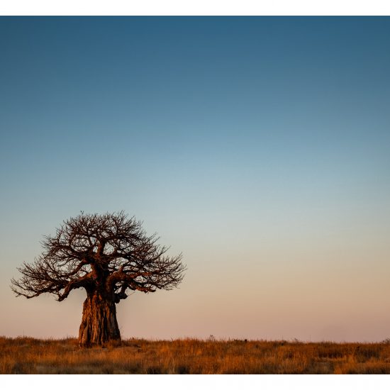 Baobab