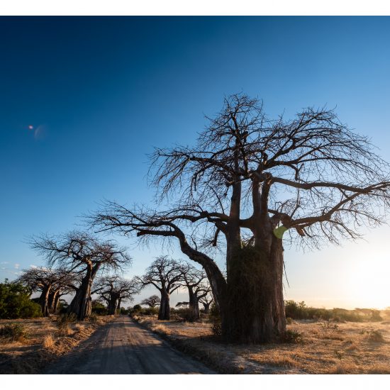 Baobab Forest