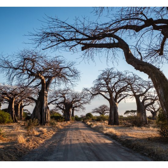 Baobab Lane