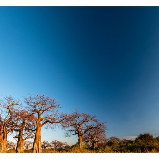Baobabs