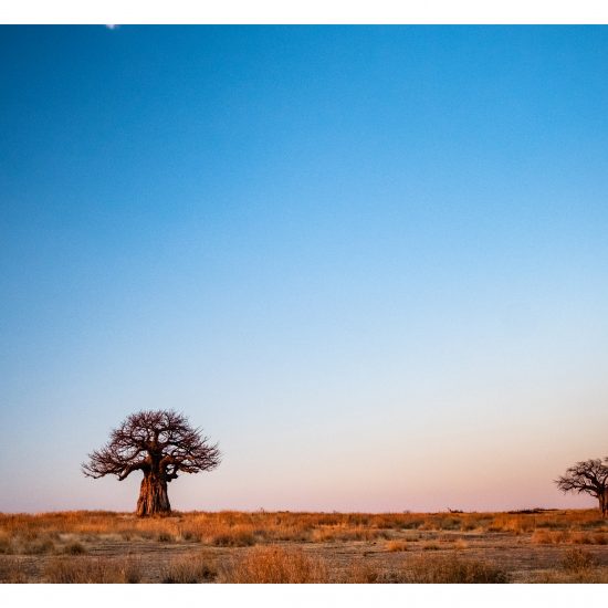 Baobab Hill