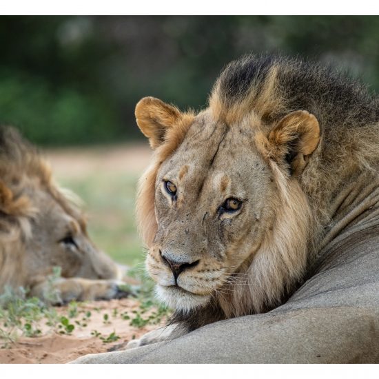 Regal Brothers