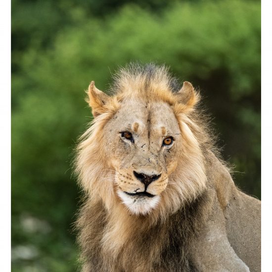 Regal King