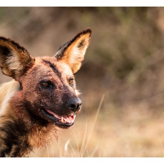 Big Ears