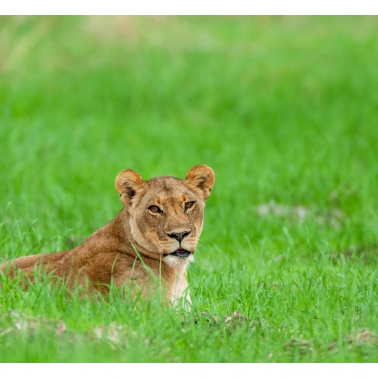 Lioness in Green
