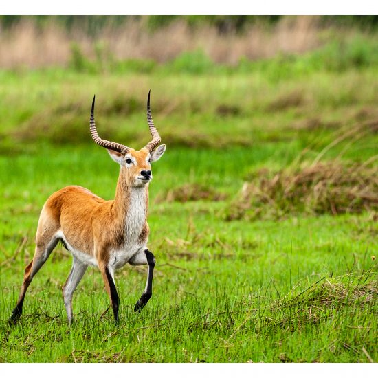 Antelopes