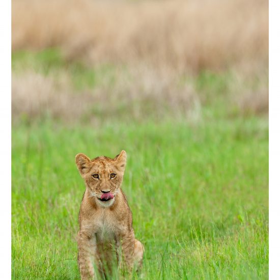 The Cub (2)