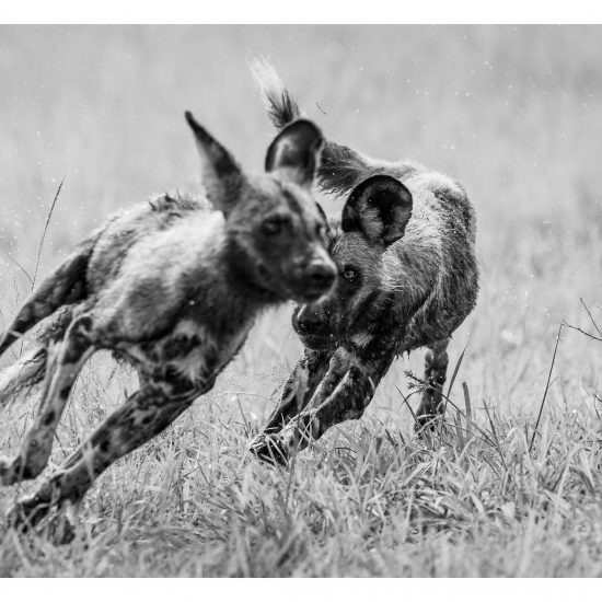 The Chase