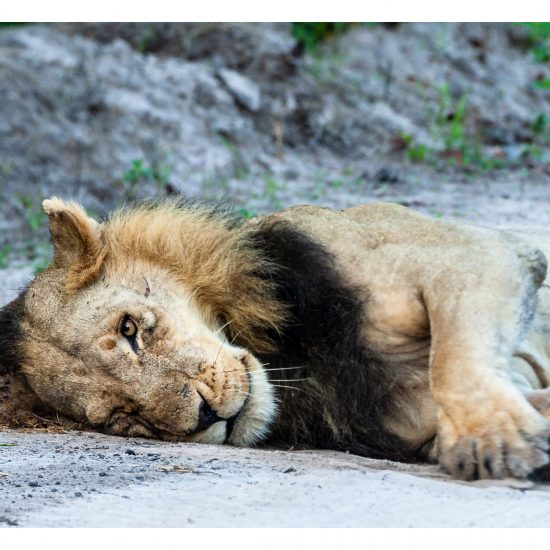 Lion Roll