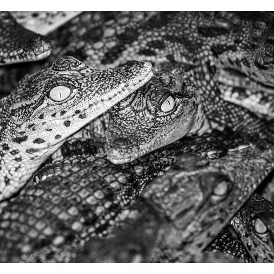 Reptiles