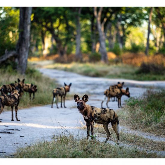 Khwai Dogs