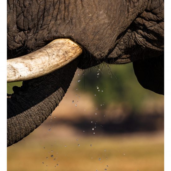Drops