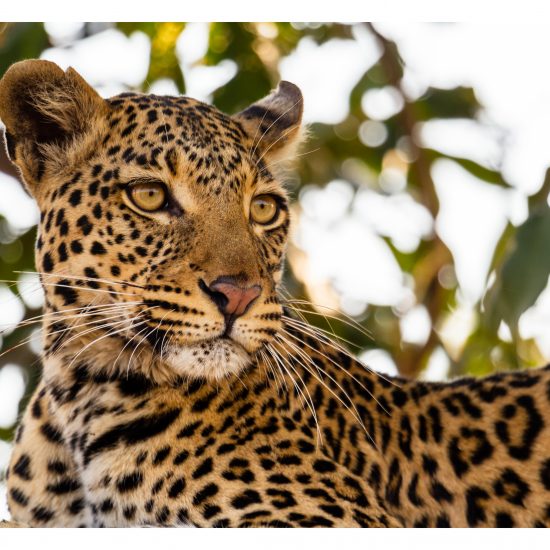 Leopard