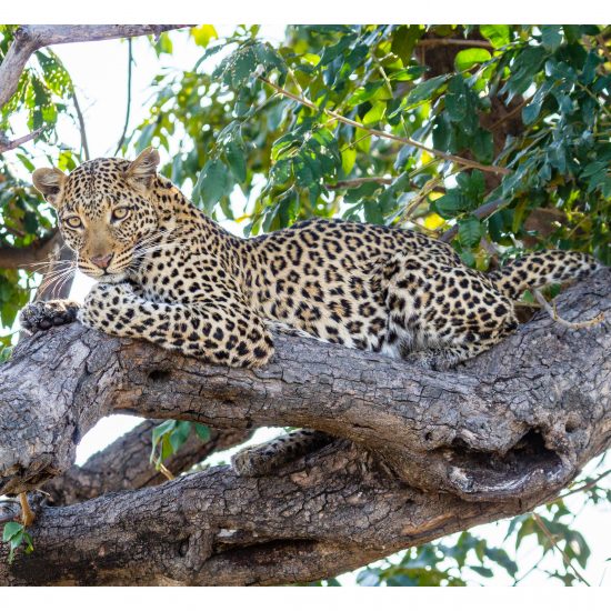 Young Leopardess