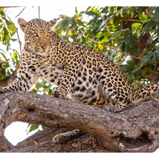 Young Leopardess