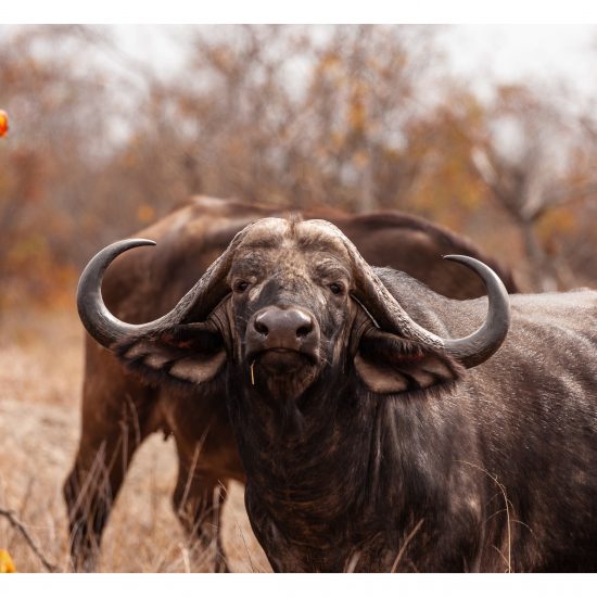 Buffalo