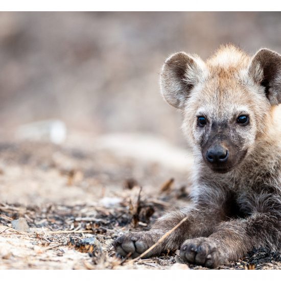 Hyena