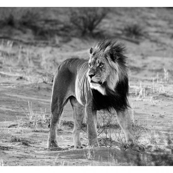 Kalahari
