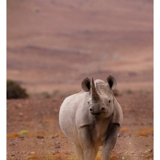 Black Rhino
