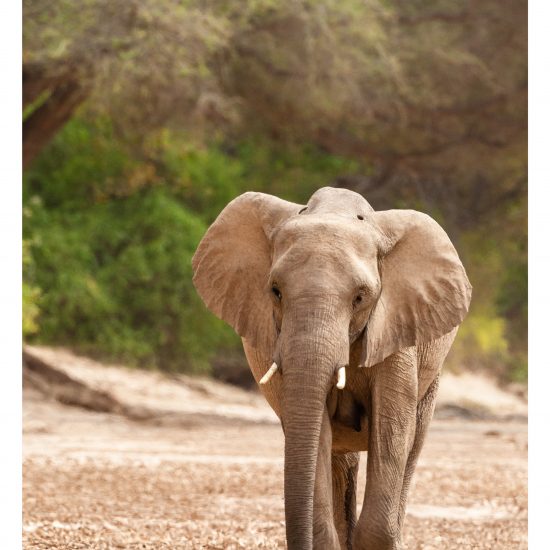 Desert Elephant
