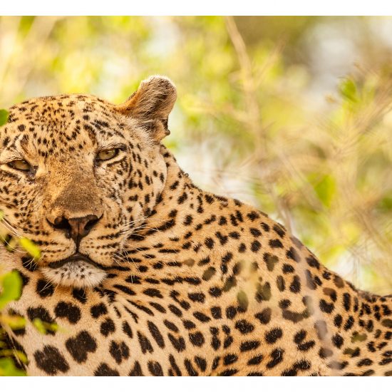 Madoda Ingwe (1)
