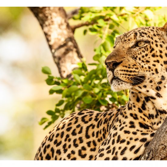 Madoda Ingwe (2)