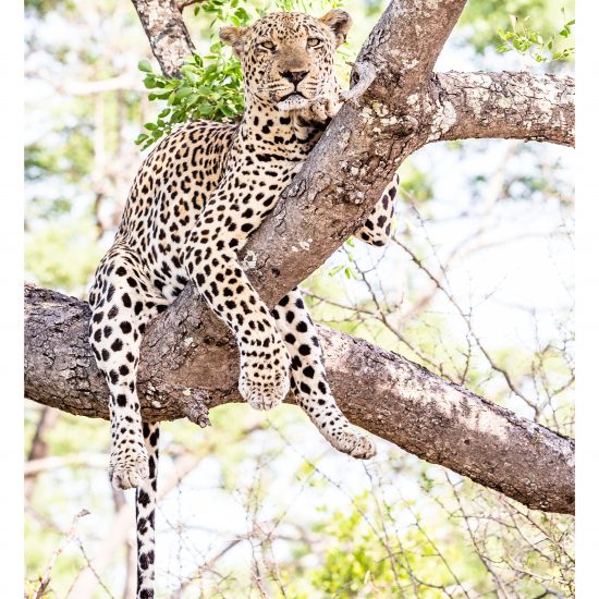 Hanging Madoda