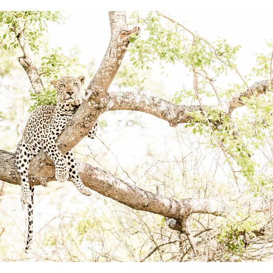 Hanging Madoda