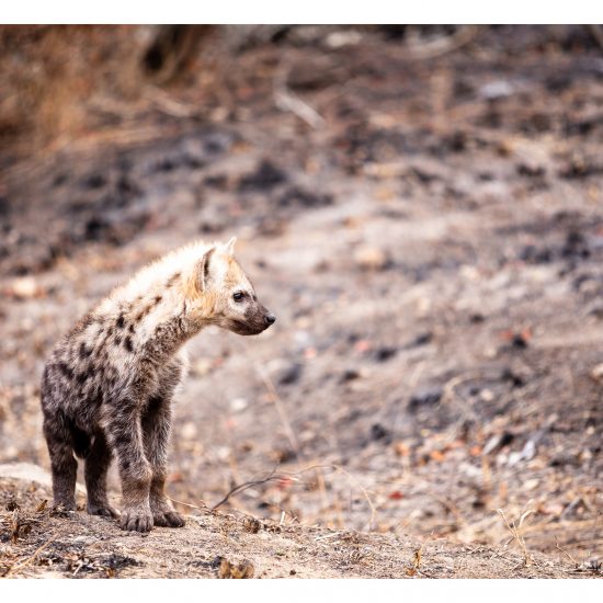 The Cub (3)