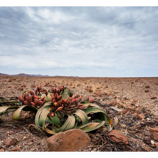 Desert Survivor