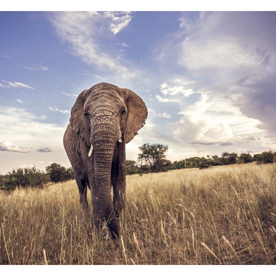 Chova (Adventures with Elephants)