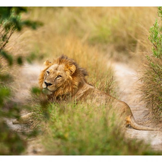 Lion