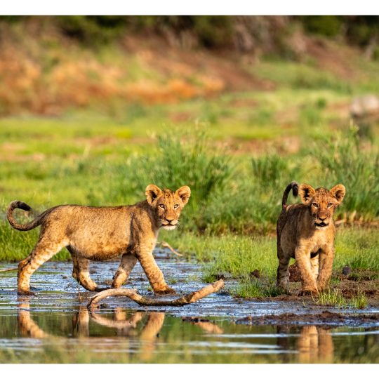 Cubs At Play